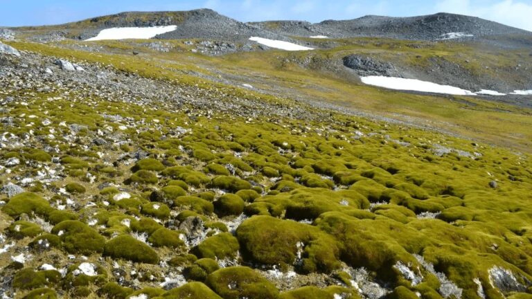 Antártica Verde: O Crescimento Acelerado da Vegetação e Seus Impactos