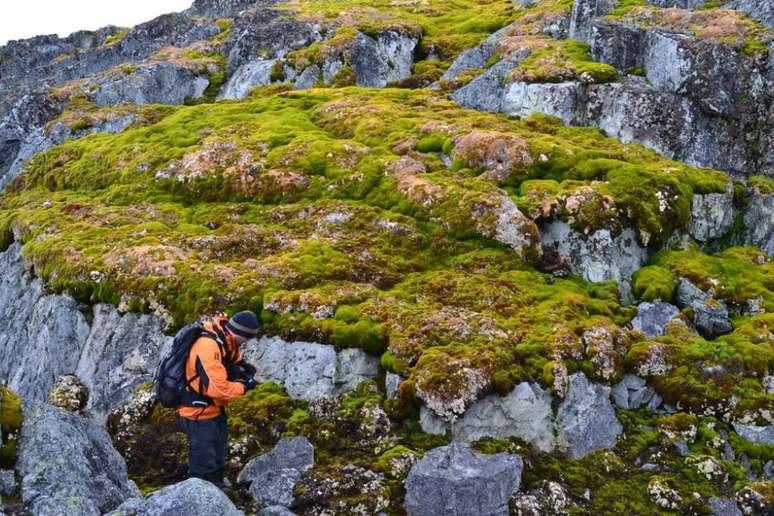 Norsel Point na Ilha Amsler, no Arquipélago Palmer da Antártica