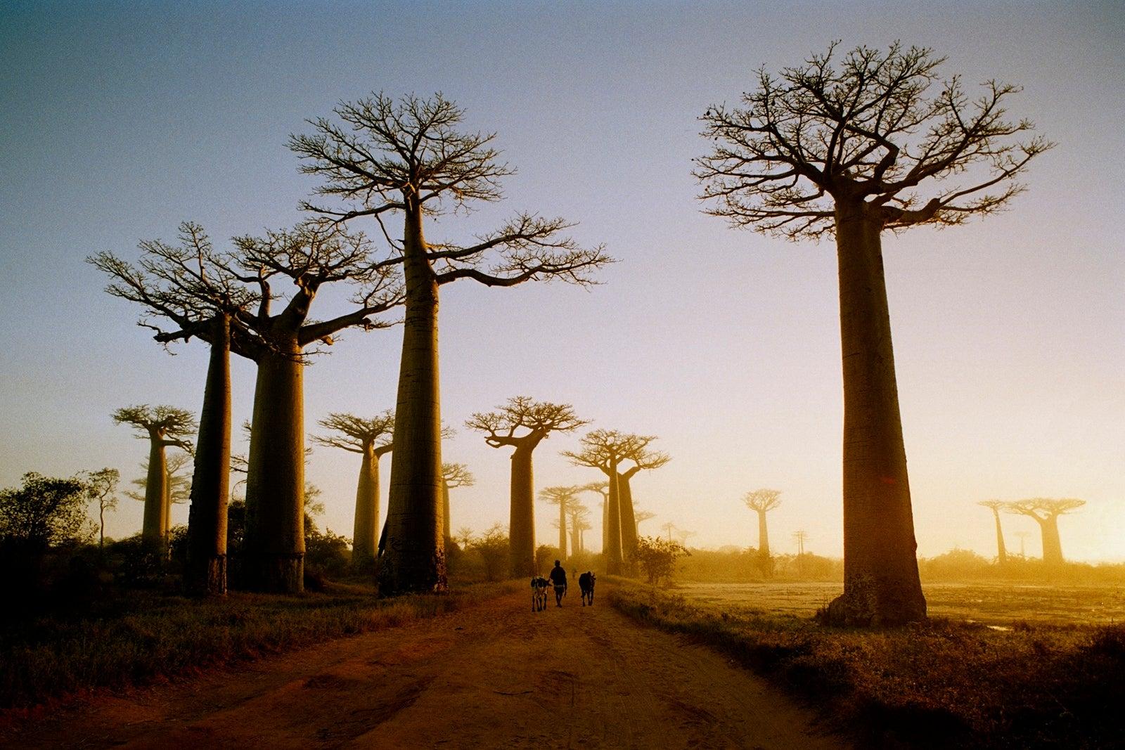 Estrada através das árvores de Baobá em Madagascar durante o nascer do sol.