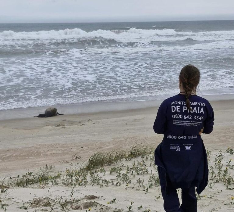 Elefante-marinho dá à luz em Garopaba: Registro inédito no Brasil