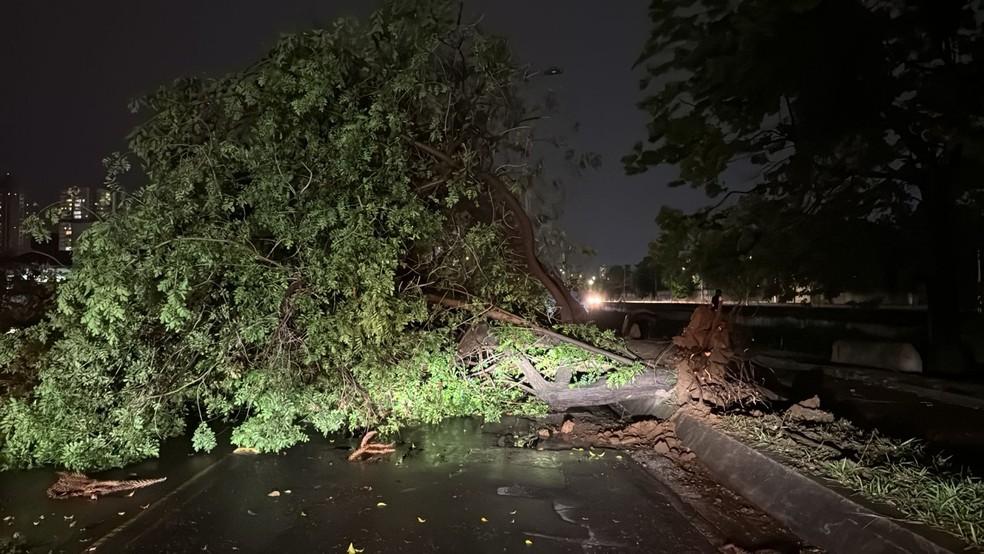 Queda de árvore na Avenida Lauro Gomes