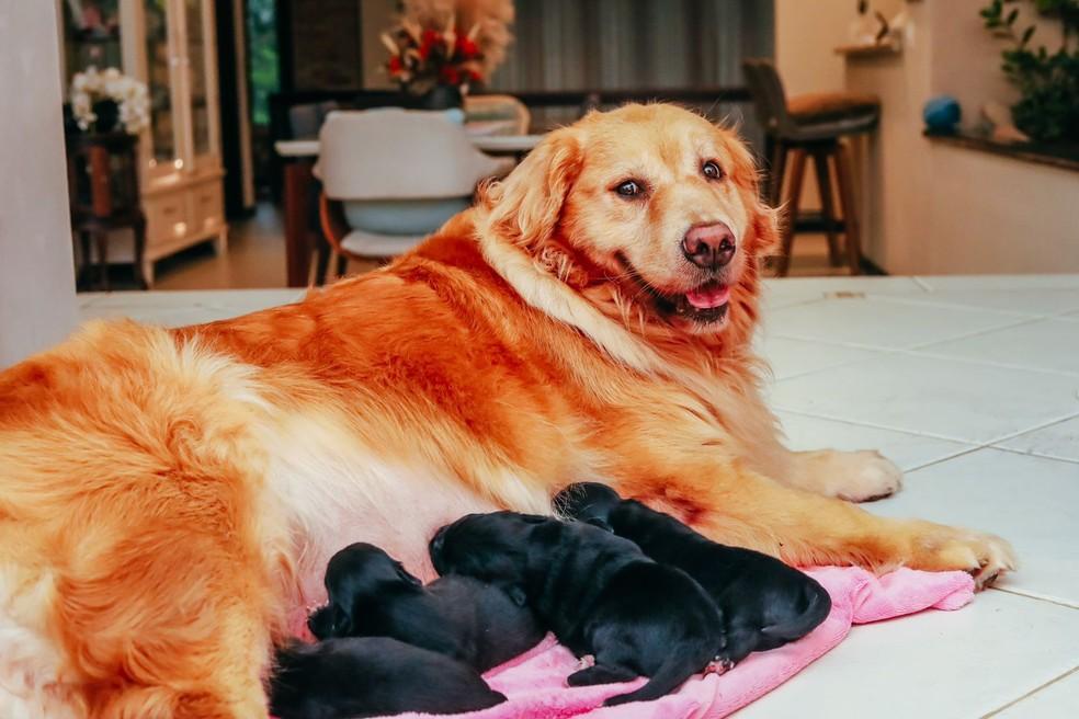 Golden Retriever fica grávida e tutora deduz que pai é um Shih Tzu