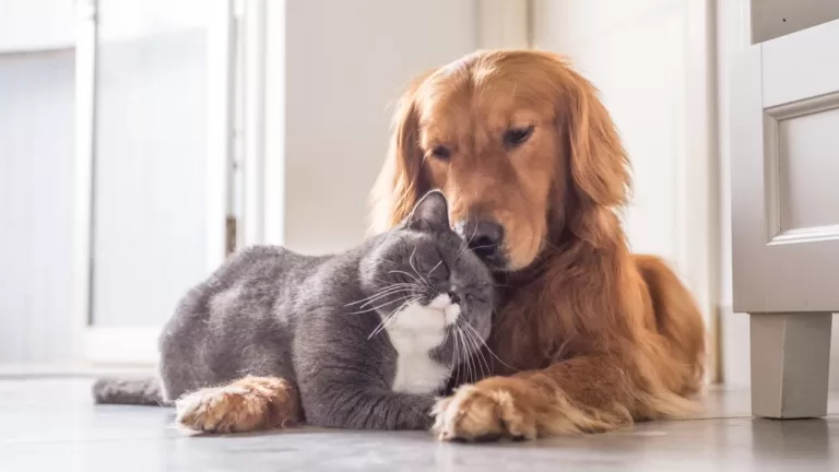 Cães Entram em Nova Fase de Evolução com Prevalência do Vínculo Social