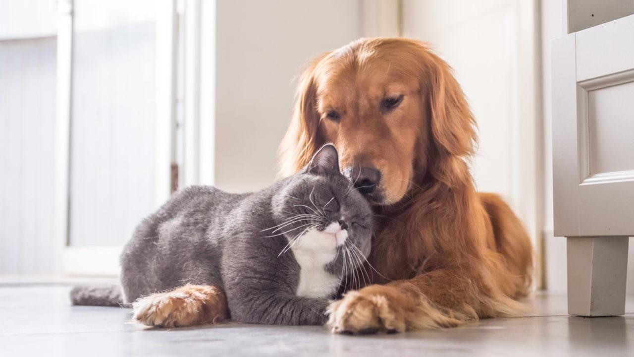 Cães em foto