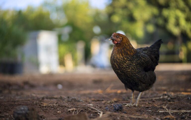 Surto de Influenza Aviária Nos EUA: CDC Aumenta Prevenções Contra H5N1