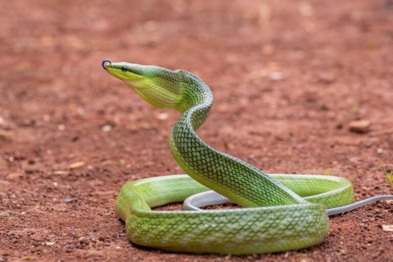 Serpentes Invasoras Ameaçam Ecossistema de Guam