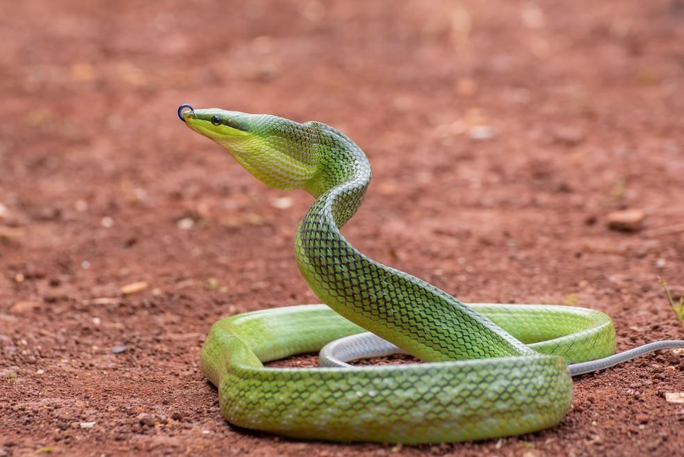 Serpente arbórea marrom em Guam