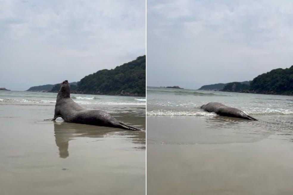 Gravação mostra elefante-marinho voltando para o mar em Guarujá (SP)