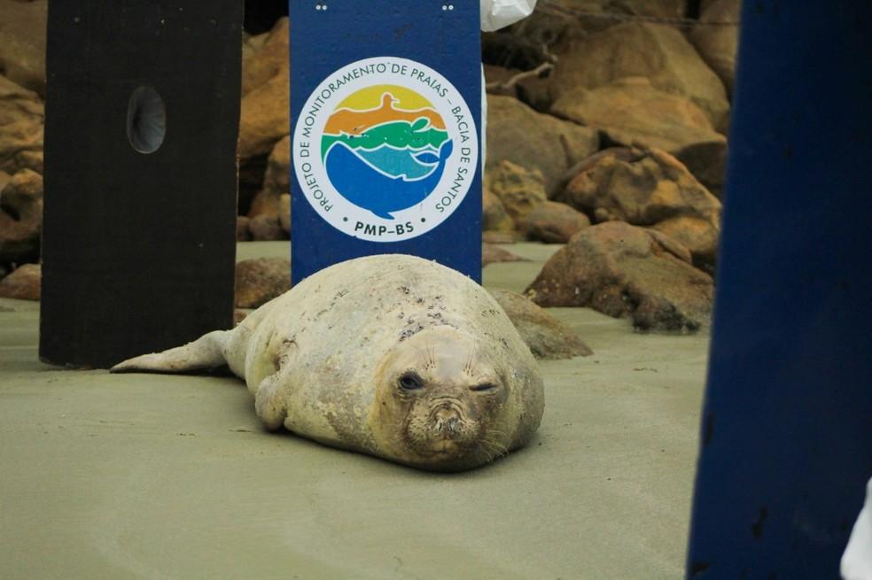 Animal se recuperou e voltou para o mar após uma semana