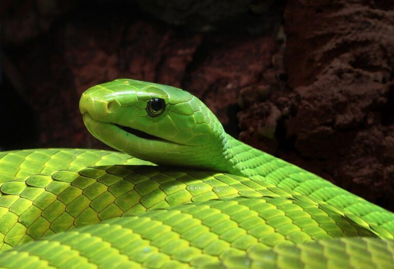 Morte impactante de Youtuber devido a picada de cobra mamba-verde