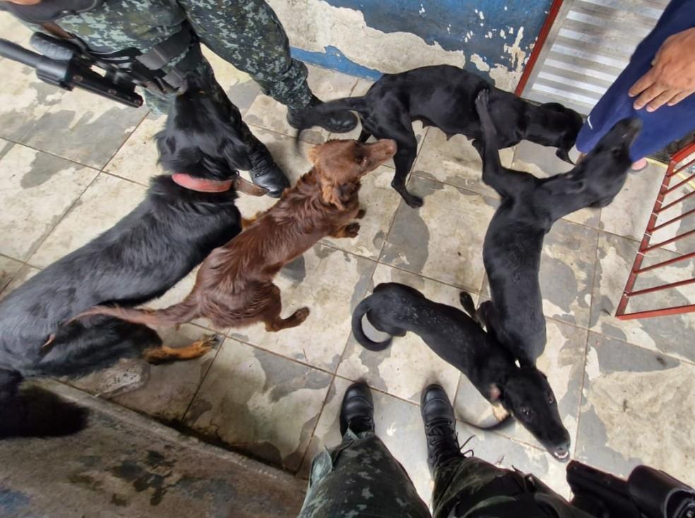 Homem é multado em 45 mil reais por maus-tratos a animais em Caraguá