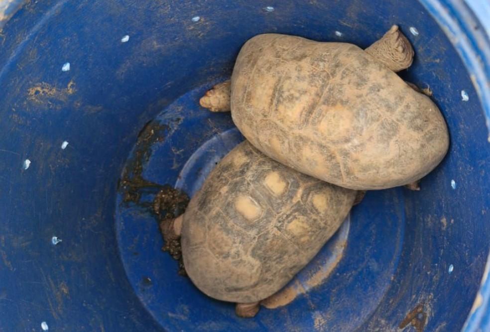 Cães em situação de maus-tratos em residência de Caraguatatuba