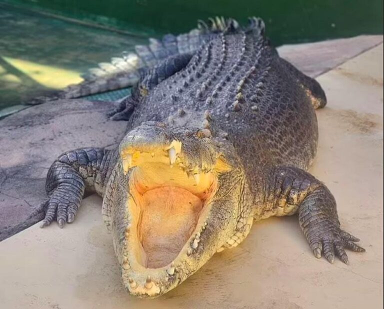 A morte de Burt, o crocodilo do clássico ‘Crocodilo Dundee’, emociona fãs