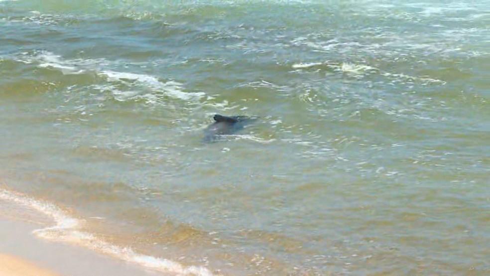 Joca, o lobo-marinho, dá mergulho na Praia de Ipanema