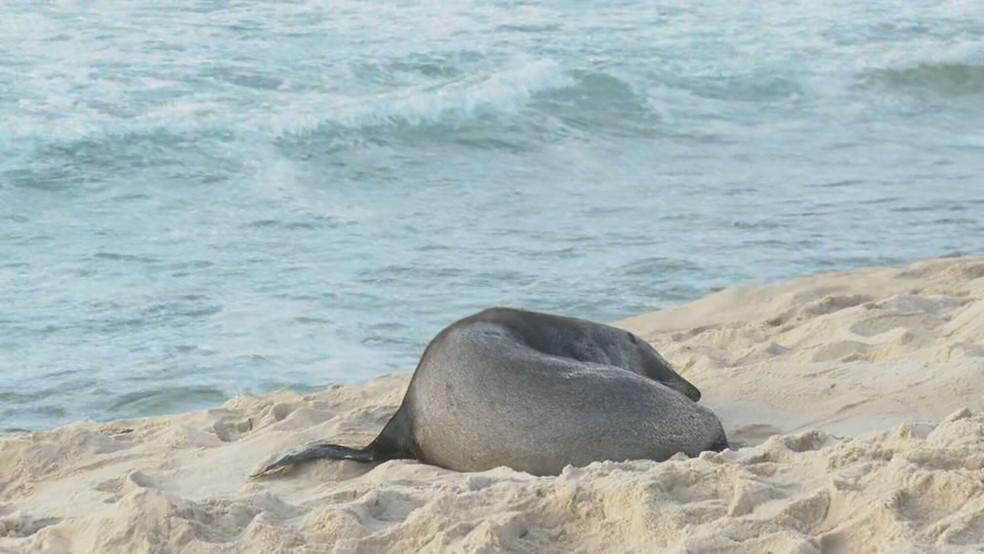 Lobo-marinho nas areias da Praia de Ipanema nesta quinta-feira (19)