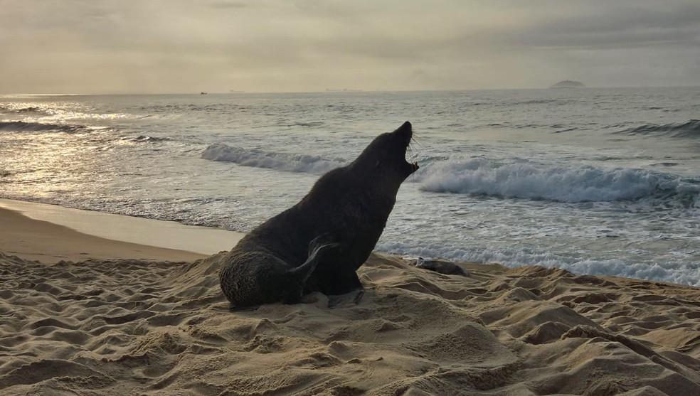 Lobo-Marinho aparece em praia da Zona Sul do Rio na manhã desta quarta (18)