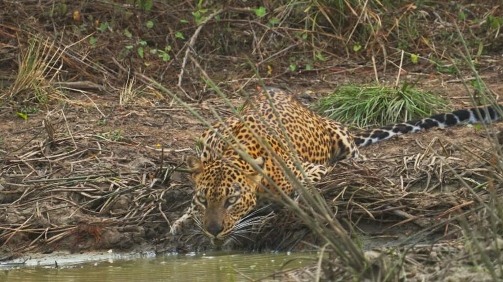 Sri Lanka é conhecido como a Terra dos Leopardos