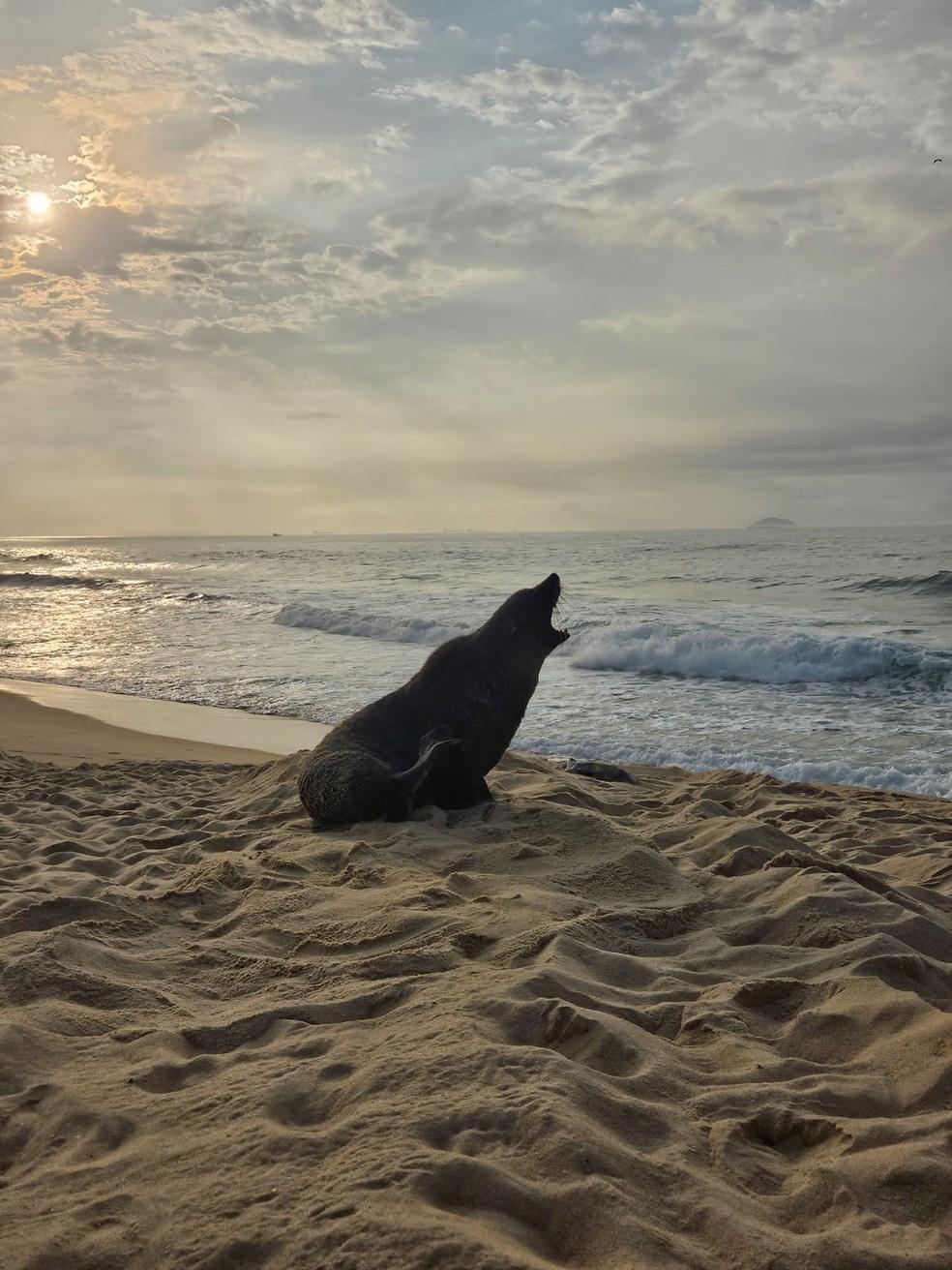 Lobo-marinho aparece em praia da Zona Sul do Rio na manhã desta quarta (18)