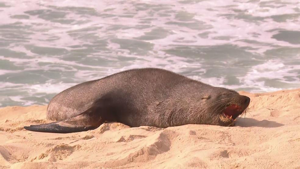 Lobo-marinho na Praia de Ipanema, na Zona Sul do Rio