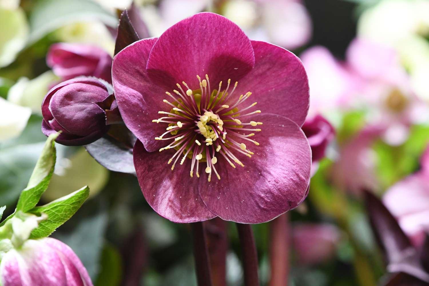 Christmas Rose – Helleborus niger – Dark red flower is garden plant flowering in winter spring