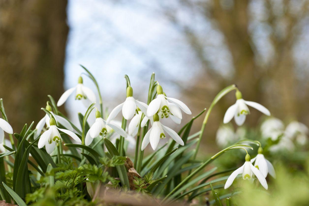 snowdrops