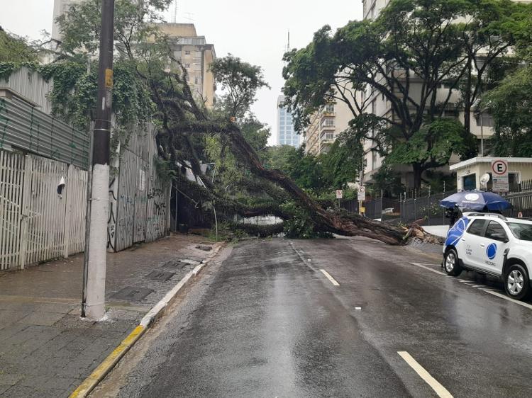 Queda de árvore na rua Haddock Lobo, no Jardim Paulista, na zona oeste de São Paulo