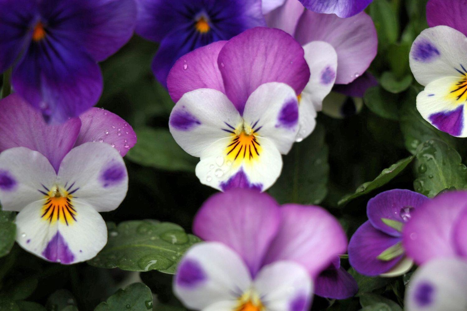 Pansies