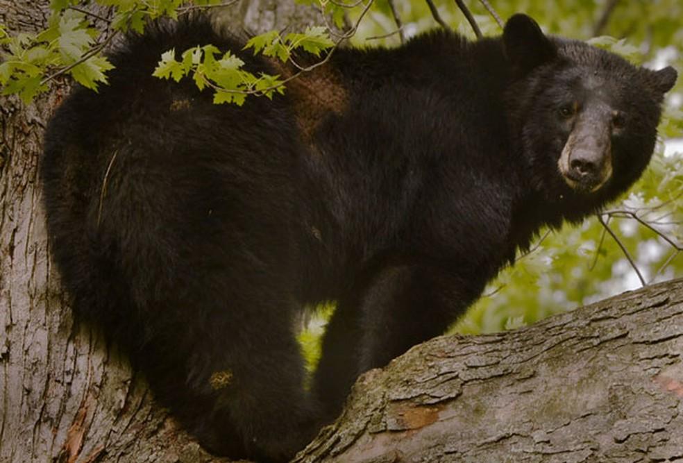 Urso cima da árvore