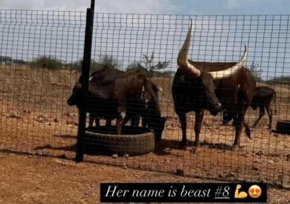 Bongani Zungu na fazenda de gado Ankole