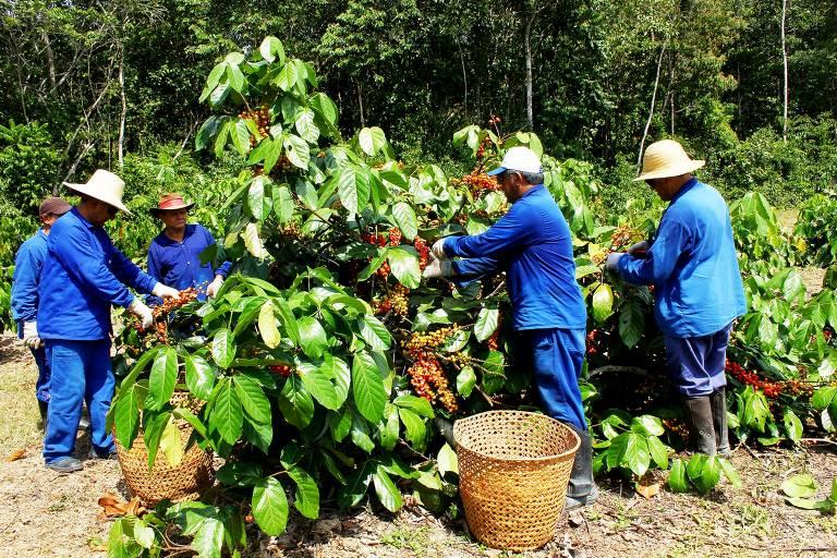 Trabalhadores colhendo cacau em uma plantação