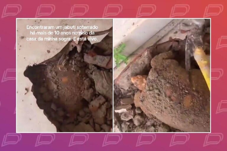 Jabuti surpreende ao ser encontrado vivo após 10 anos soterrado em casa