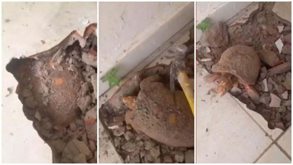 Jabuti é encontrado embaixo de piso