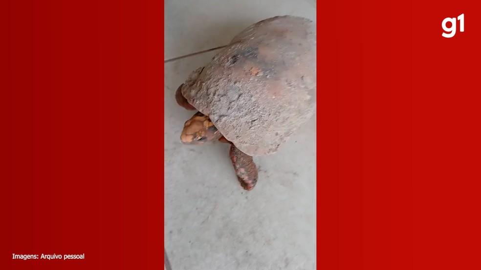 Jabuti-tinga foi encontrado soterrado após 10 anos