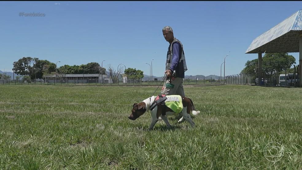 Os animais treinados para manter segura a pista do Galeão
