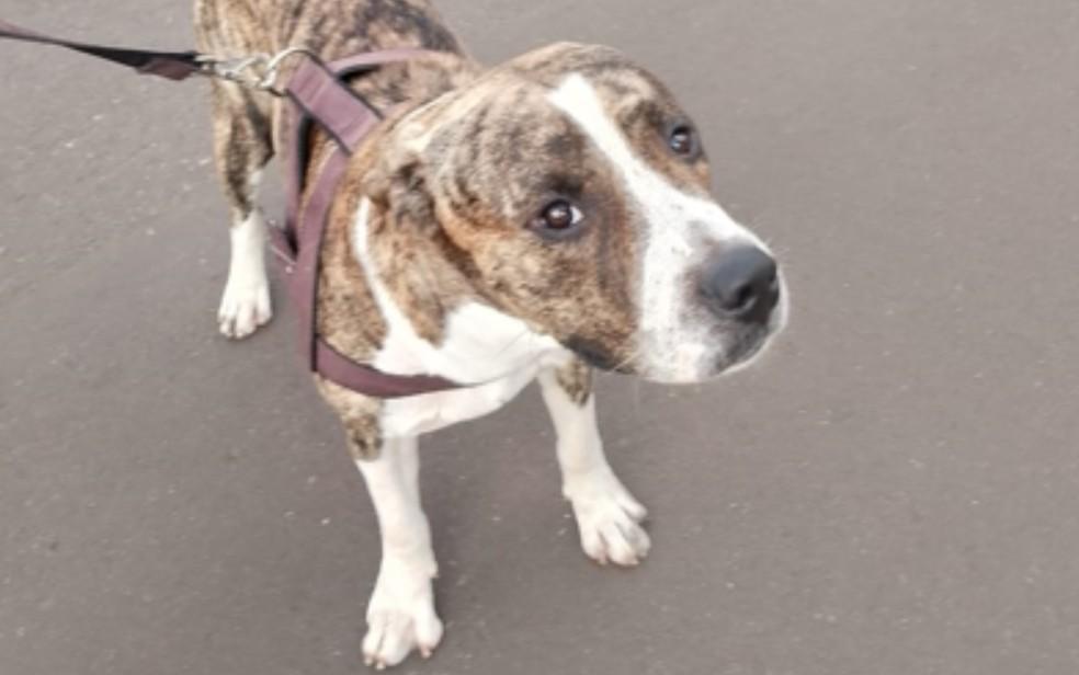 Spike se recupera em casa depois de sofrer maus-tratos de desconhecidos em Barretos, SP