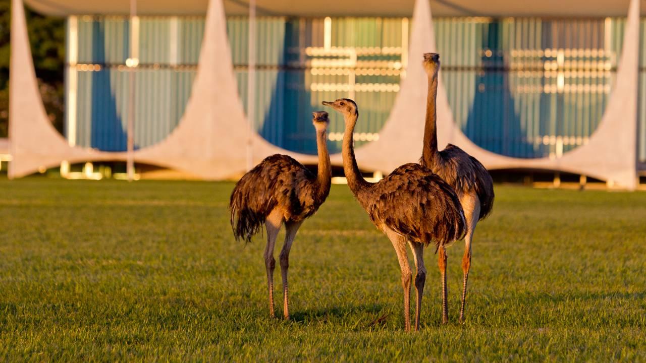 Emas no gramado do Palácio da Alvorada, em Brasília