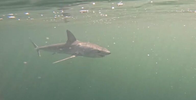 Tubarão Mako é Filmado Entre Ipanema e Ilhas Cagarras