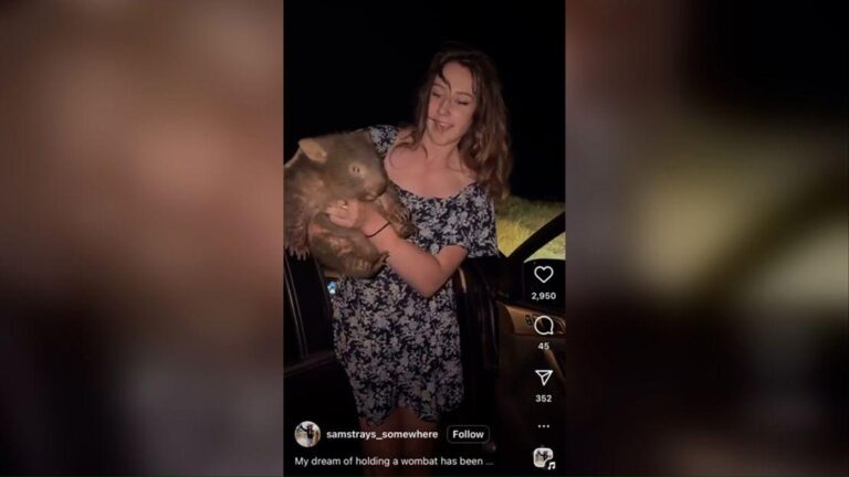 Influencer dos EUA pode perder visto após levar filhote de wombat