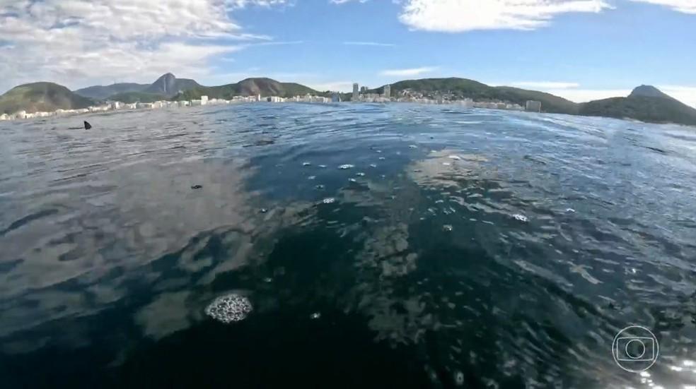 Barbatana do tubarão para fora da água