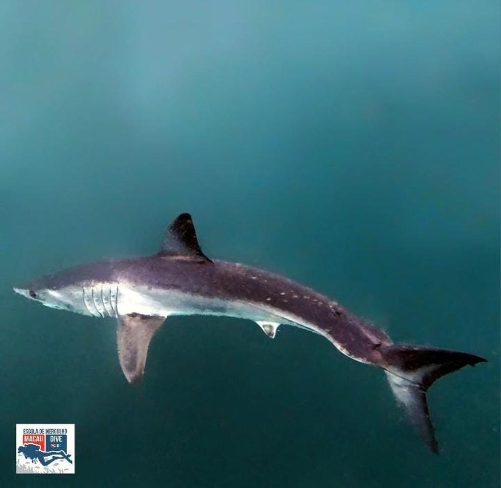 Tubarão raro é filmado entre a Praia de Ipanema e as Ilhas Cagarras