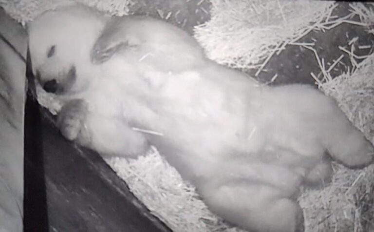 Fofura em dose dupla: Bebês leões e ursa polar encantam no Zoológico de São Paulo durante o Carnaval