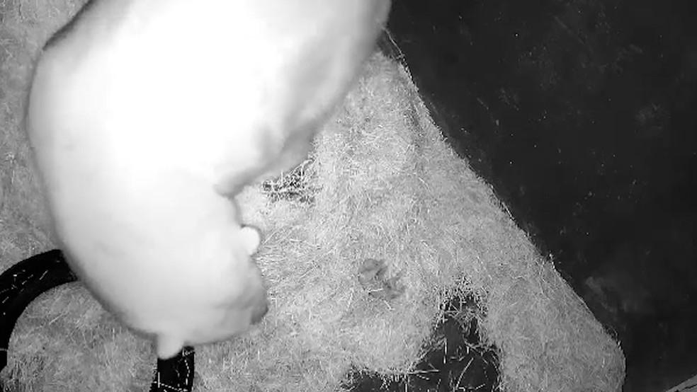 Nur antes de completar um mês.