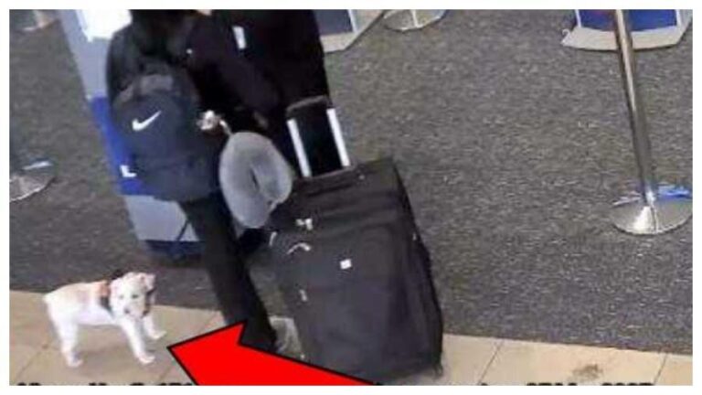 Mulher é presa por matar cão afogado em aeroporto nos EUA após não conseguir embarcar com o animal