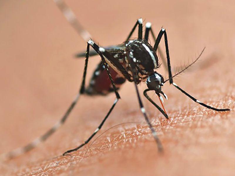 Dengue mosquito