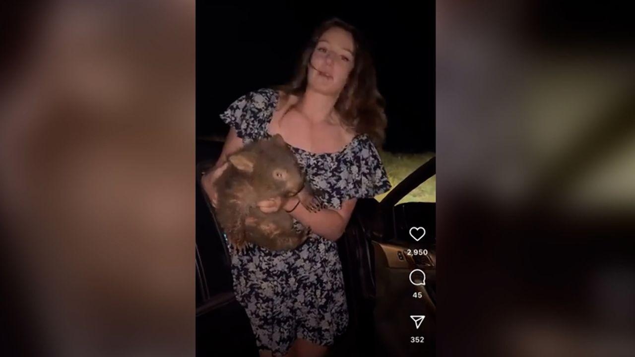Wombat