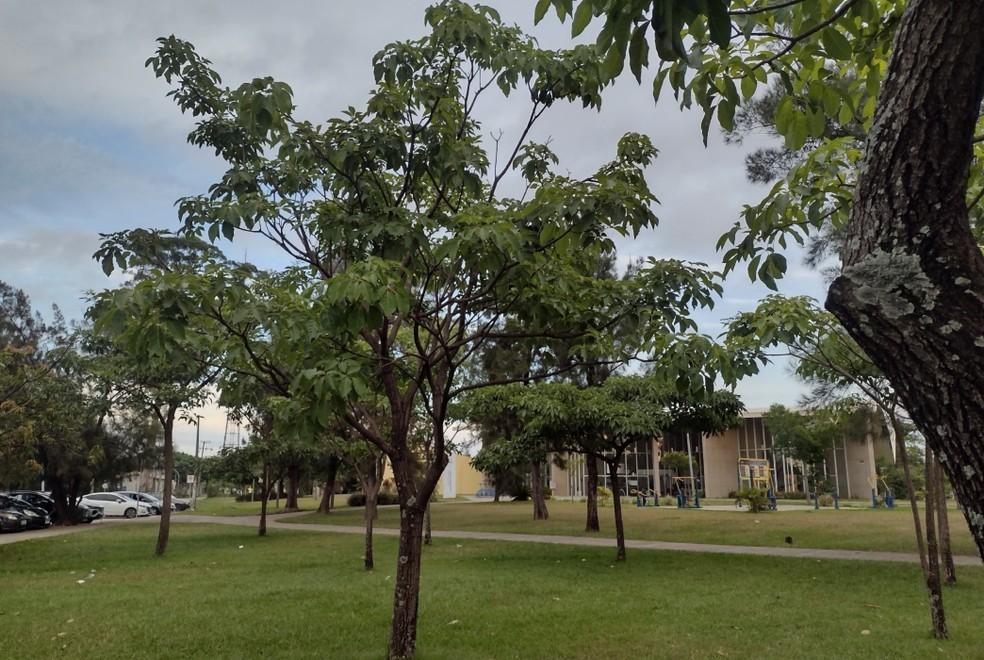 Outono começa no dia 20 de março e temperaturas devem ficar mais baixas no interior de SP