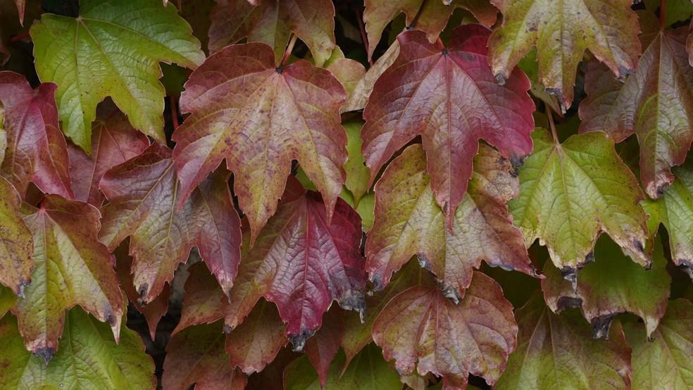 No outono, as folhas verdes ganham tons vermelhos e amarelos.