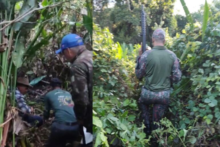 Equipe de resgate atacada por onça durante buscas no Pantanal