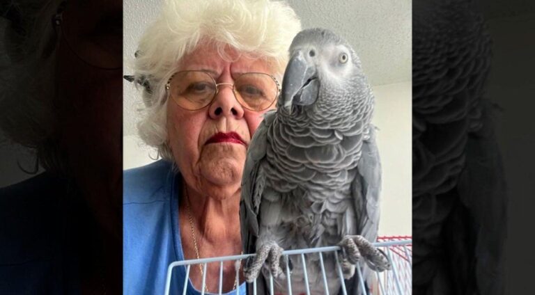 Idosa é Impedida de Voltar para Casa com seu Papagaio em Porto Rico