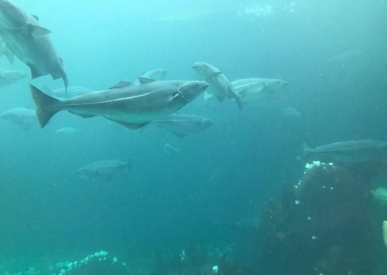 O Bacalhau: A Tradição da Páscoa e Receitas Irresistíveis